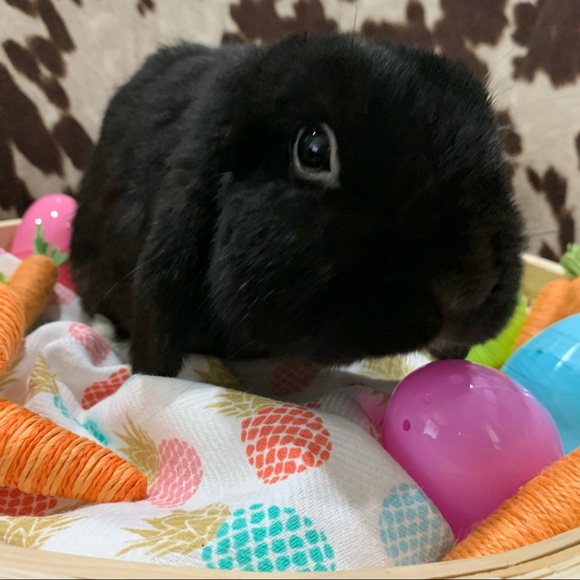 🐰 FOLLOW GAME w/TANK 🐰| Goal: 100K - Picture 10 of 10